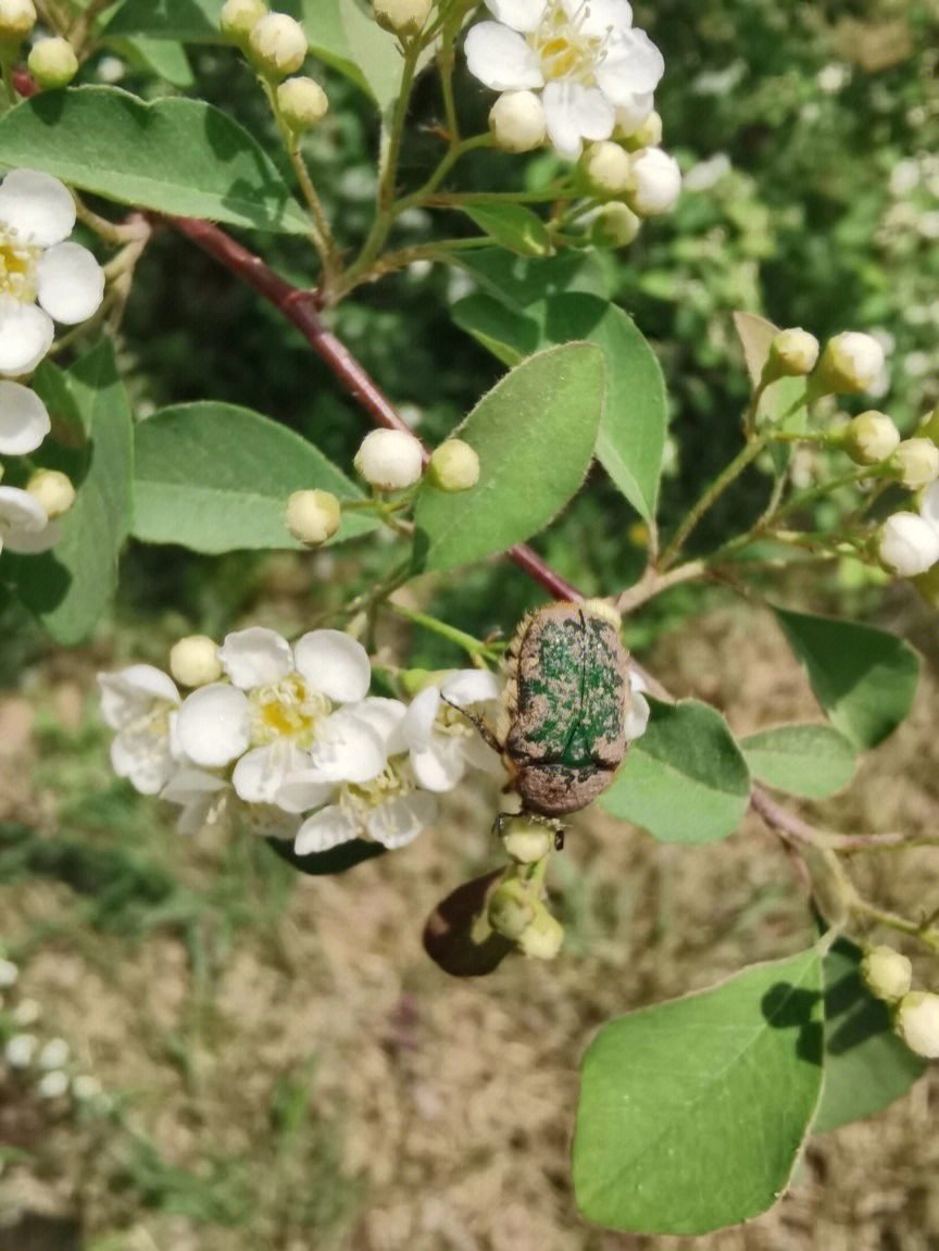 花金龟水栒子什么滋味我肚子里有数