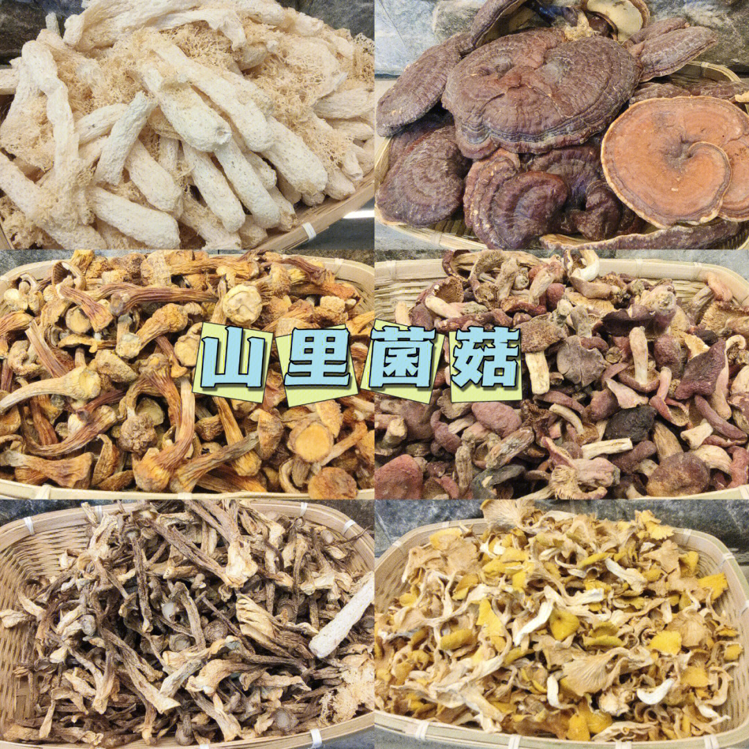 磨菇类大全名字图片