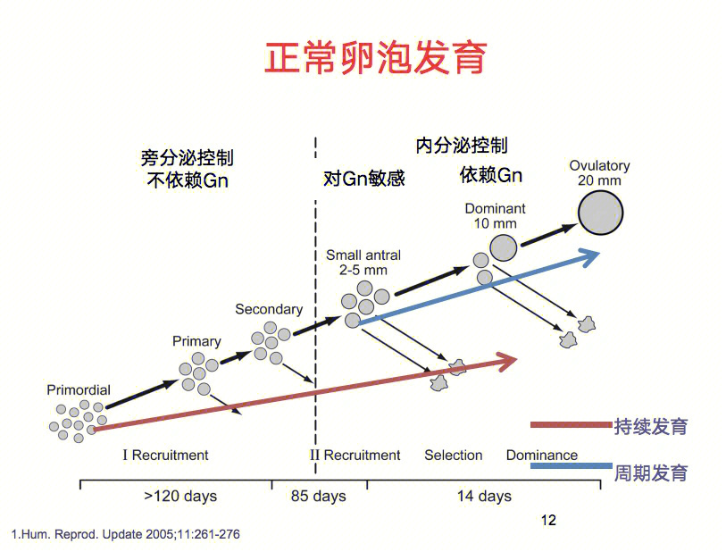 女性在出生时,体内大约有200万颗原始卵泡到初次月经的时候还剩下20