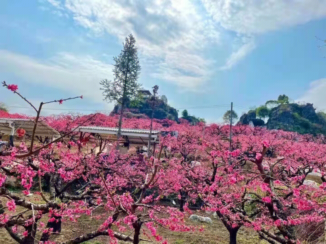 2022连平桃花已经盛开