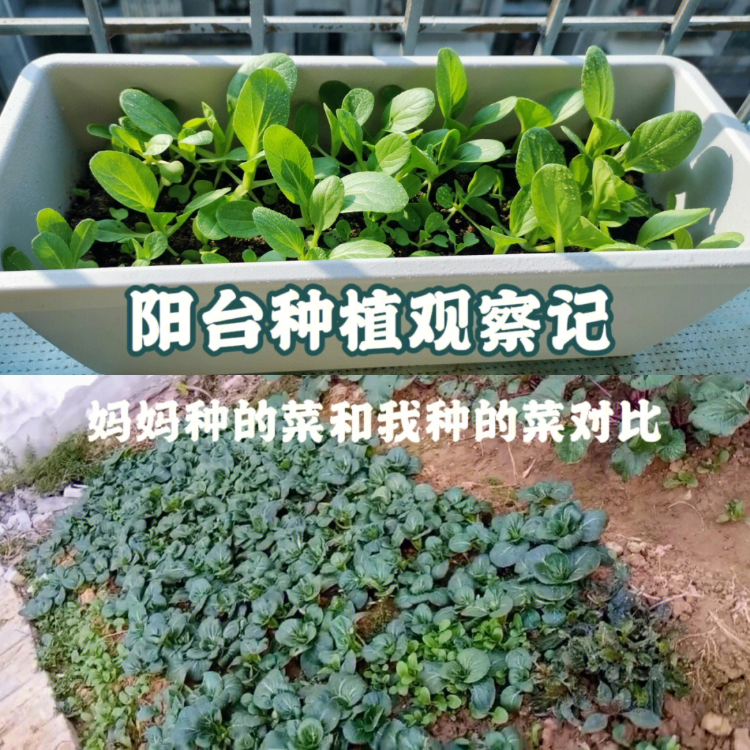 上海青生长过程图片