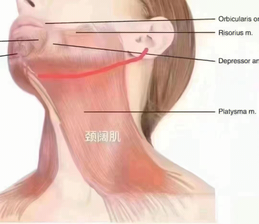 更显老态的是萎缩 当颈阔肌成条索状隆起萎缩时,口角开始向下