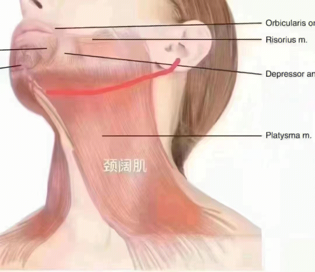 降口角肌注射位置图片