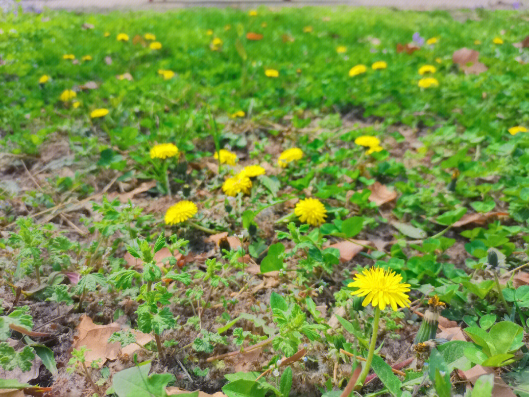 蒲公英未开花图片