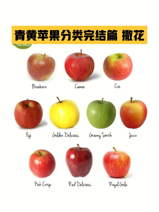苹果种类图片和名称图片