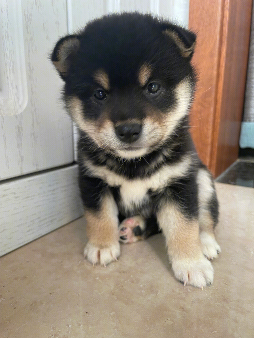 黑豆柴犬图片大全图片