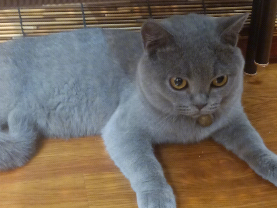 英短蓝猫眼睛黄绿色图片