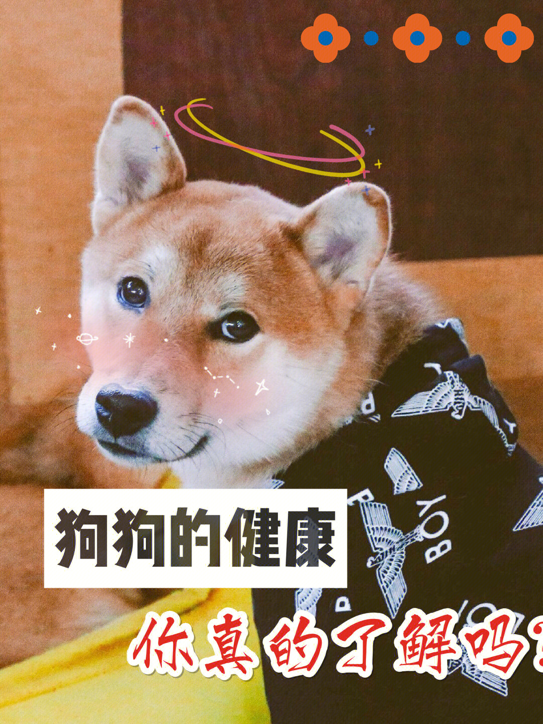 家有爱犬的不要错过7575