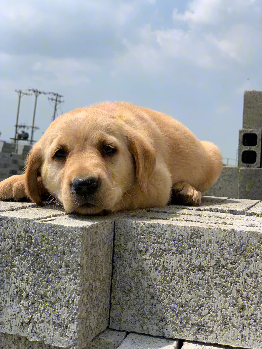 卡布卡多犬图片幼犬图片