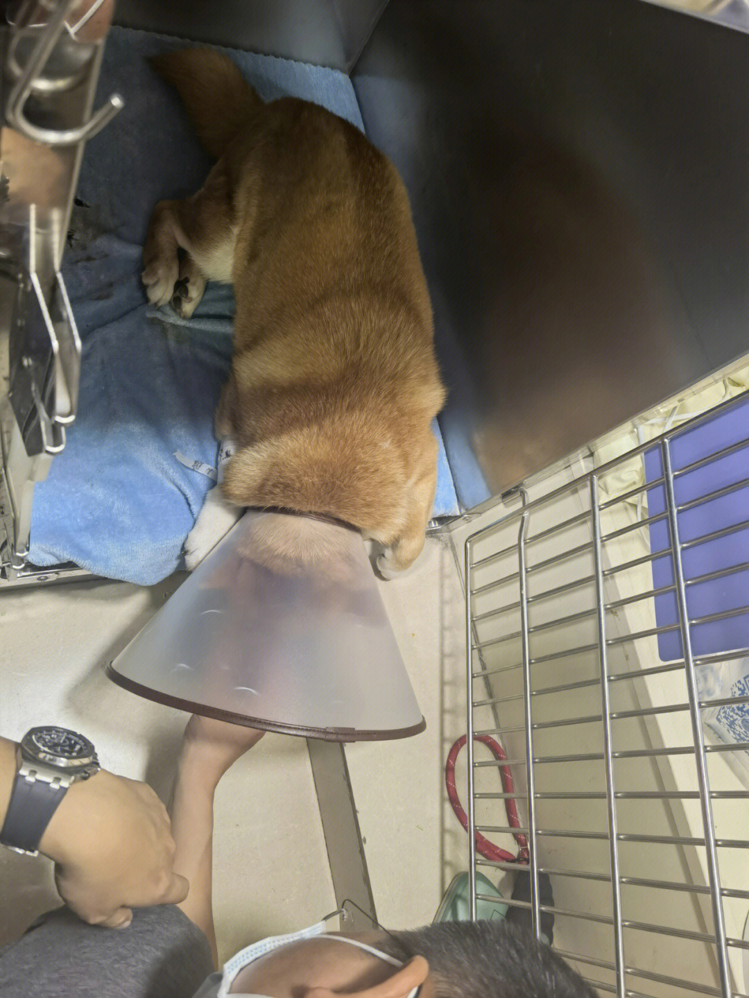 犬胫骨粗隆移位手术图片