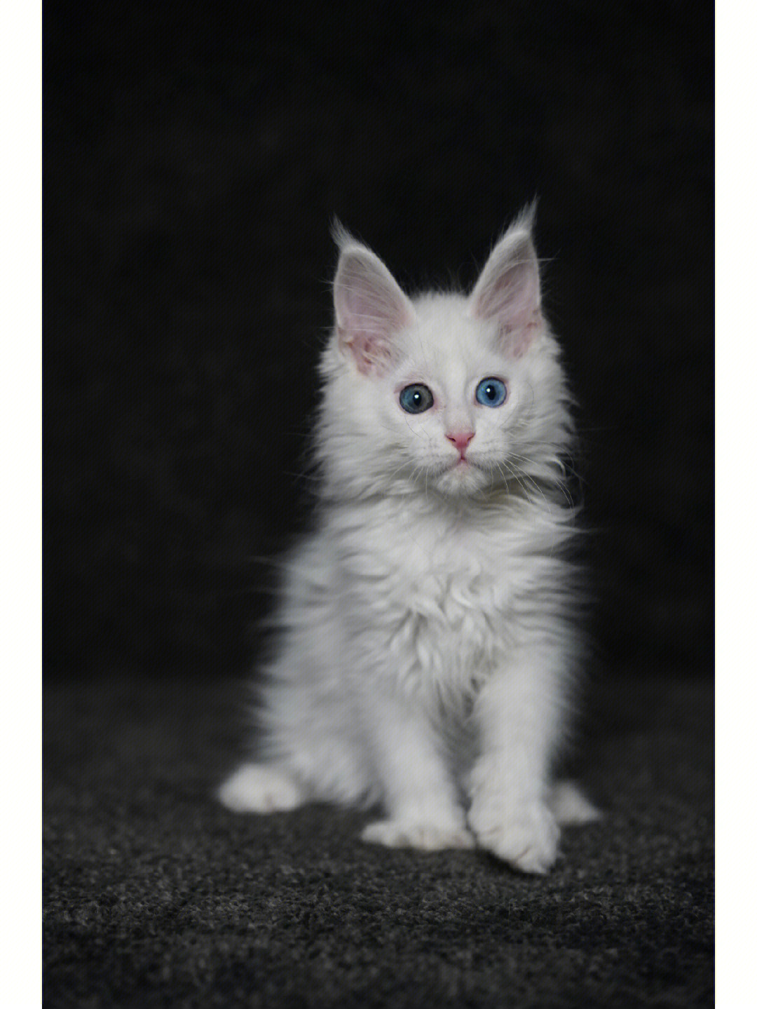 缅因猫幼猫颜色纯白异瞳性格好价格小贵