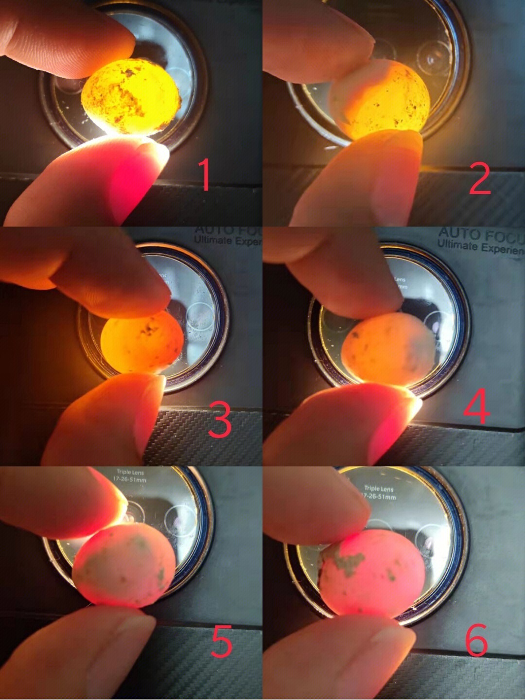 鹦鹉蛋孵化过程图片