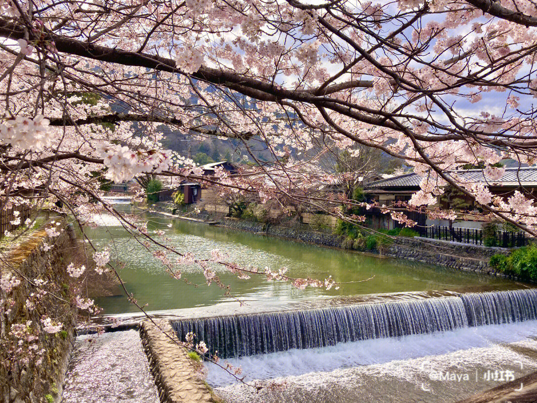 大岚山樱花图片