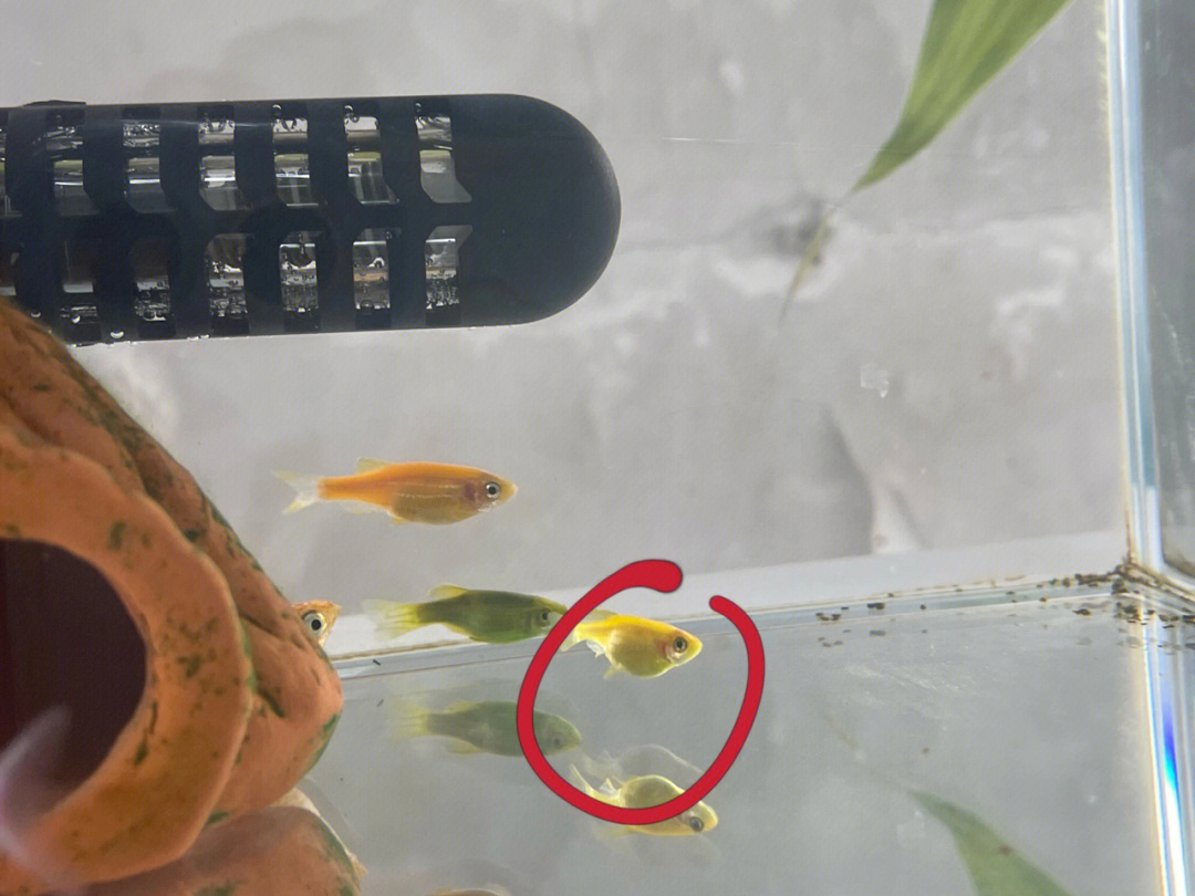 红斑马鱼繁殖前兆图片