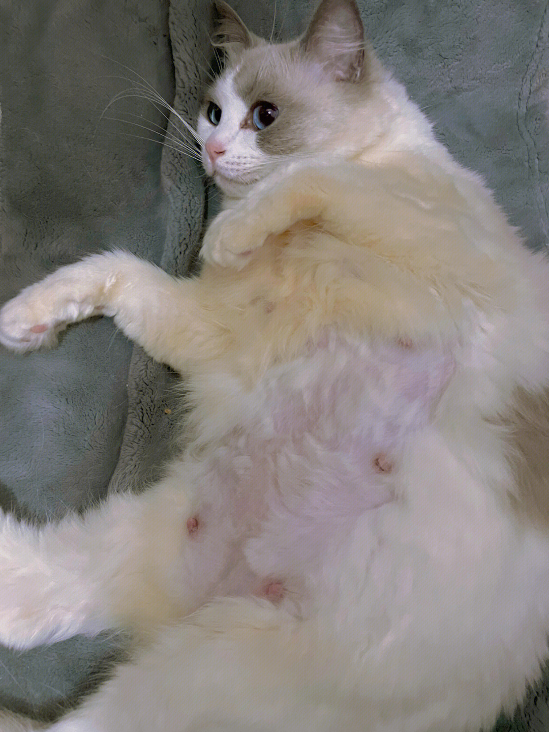 猫咪怀孕35天图片图片