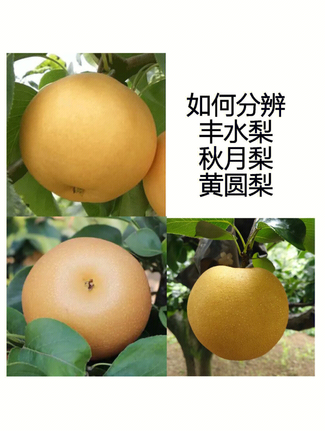 圆黄梨:是韩国园艺研究所用早生赤×晚三吉杂交育成的一个早熟梨品种