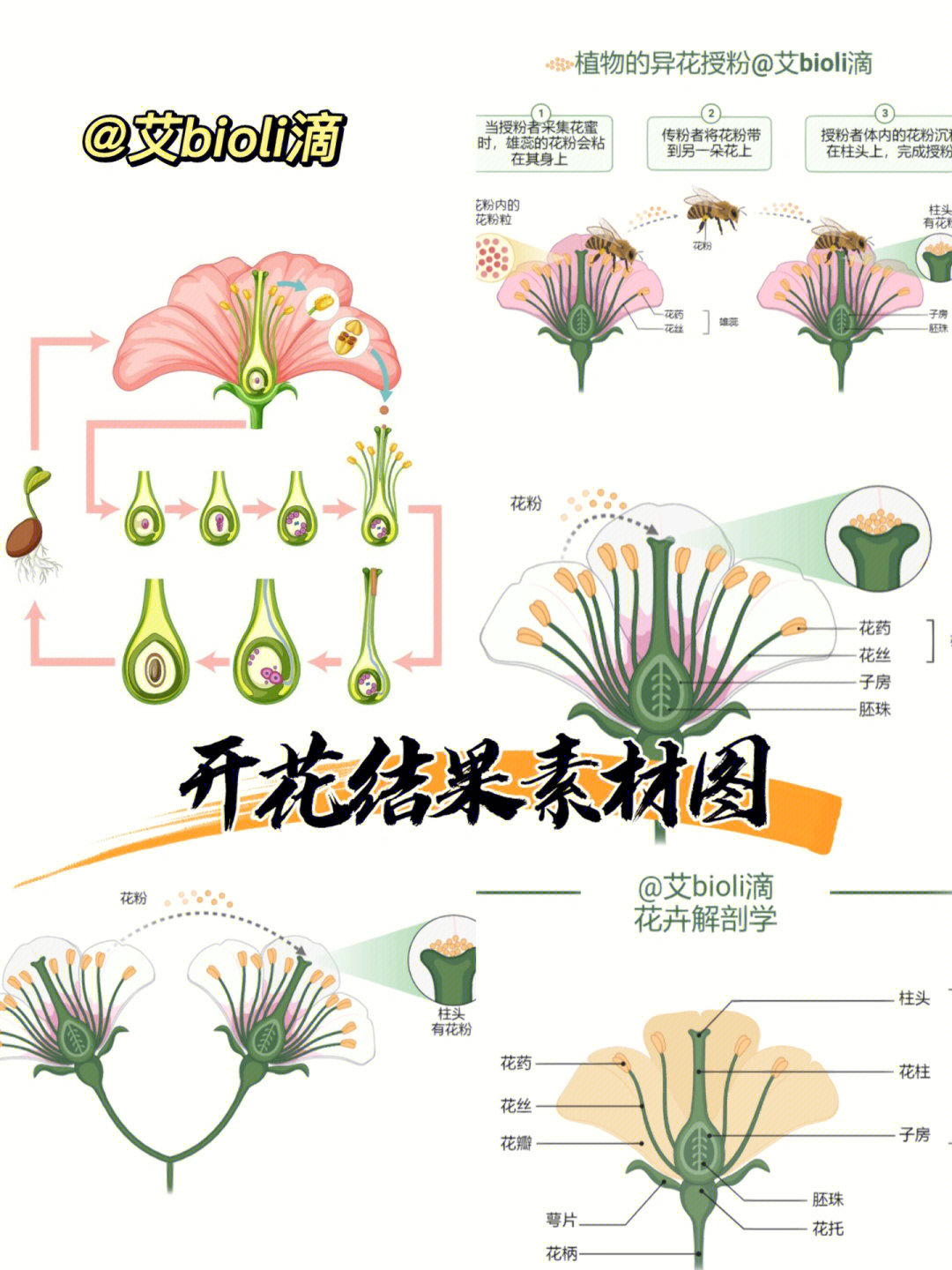 开花结果示意图图片