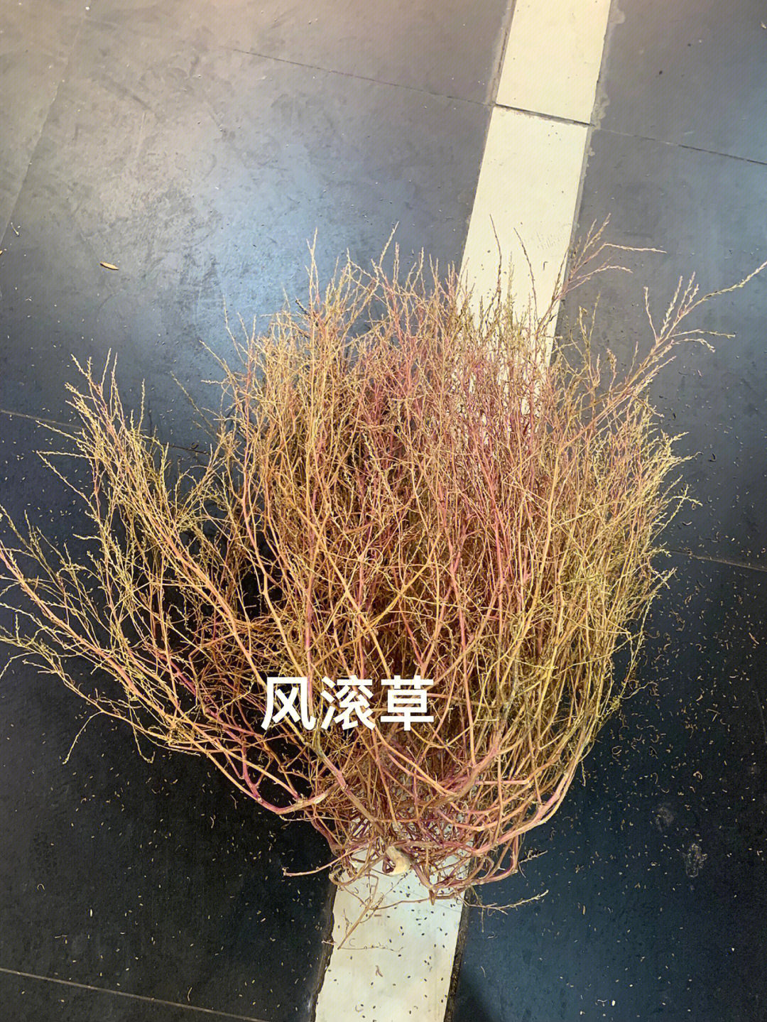 风滚草开花图片图片