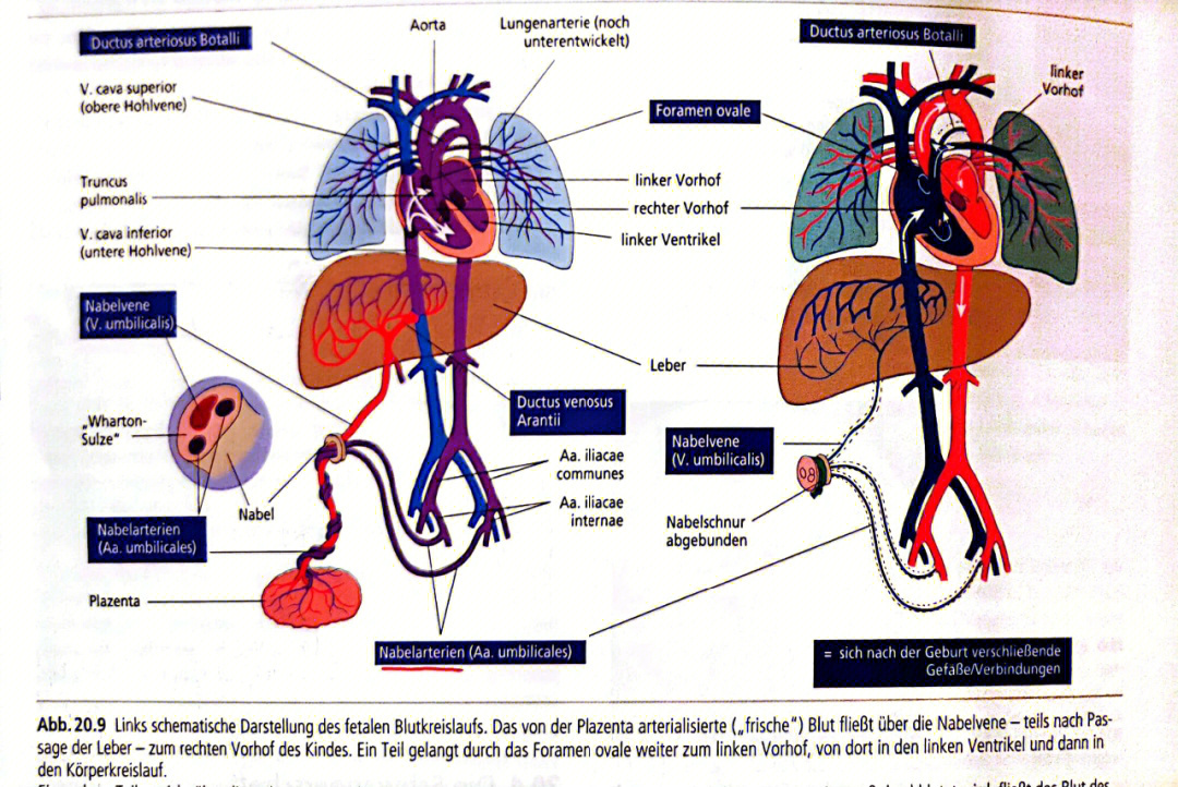 胎儿血液循环模式图片