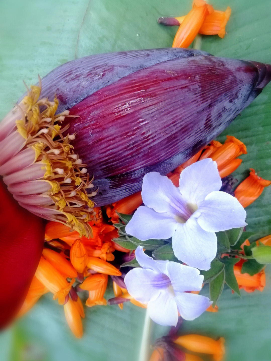 煮杂菜,还有这个季节有山牵牛花,火烧花,百花等等野花做出火烧花芭蕉