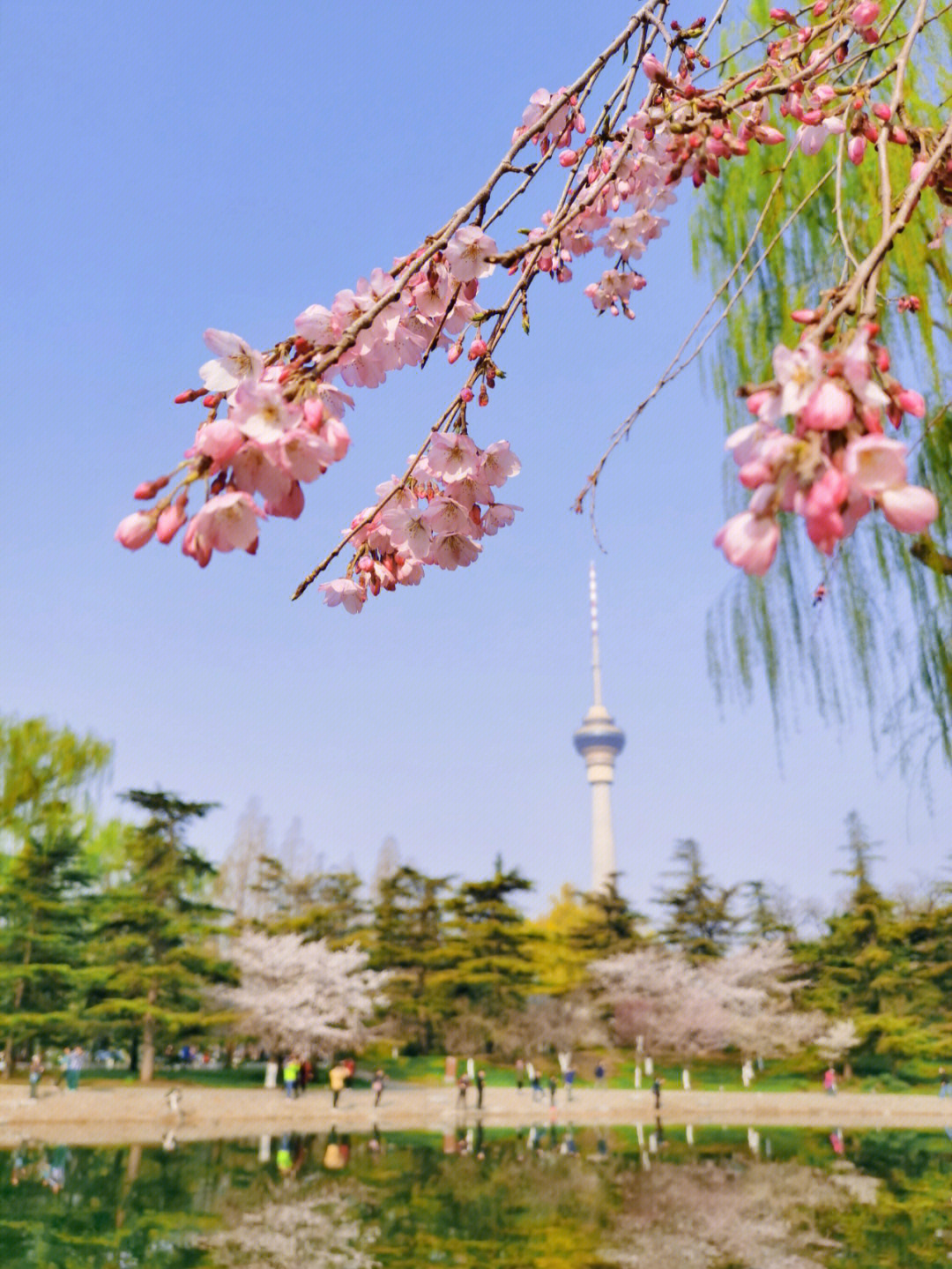 玉渊潭樱花