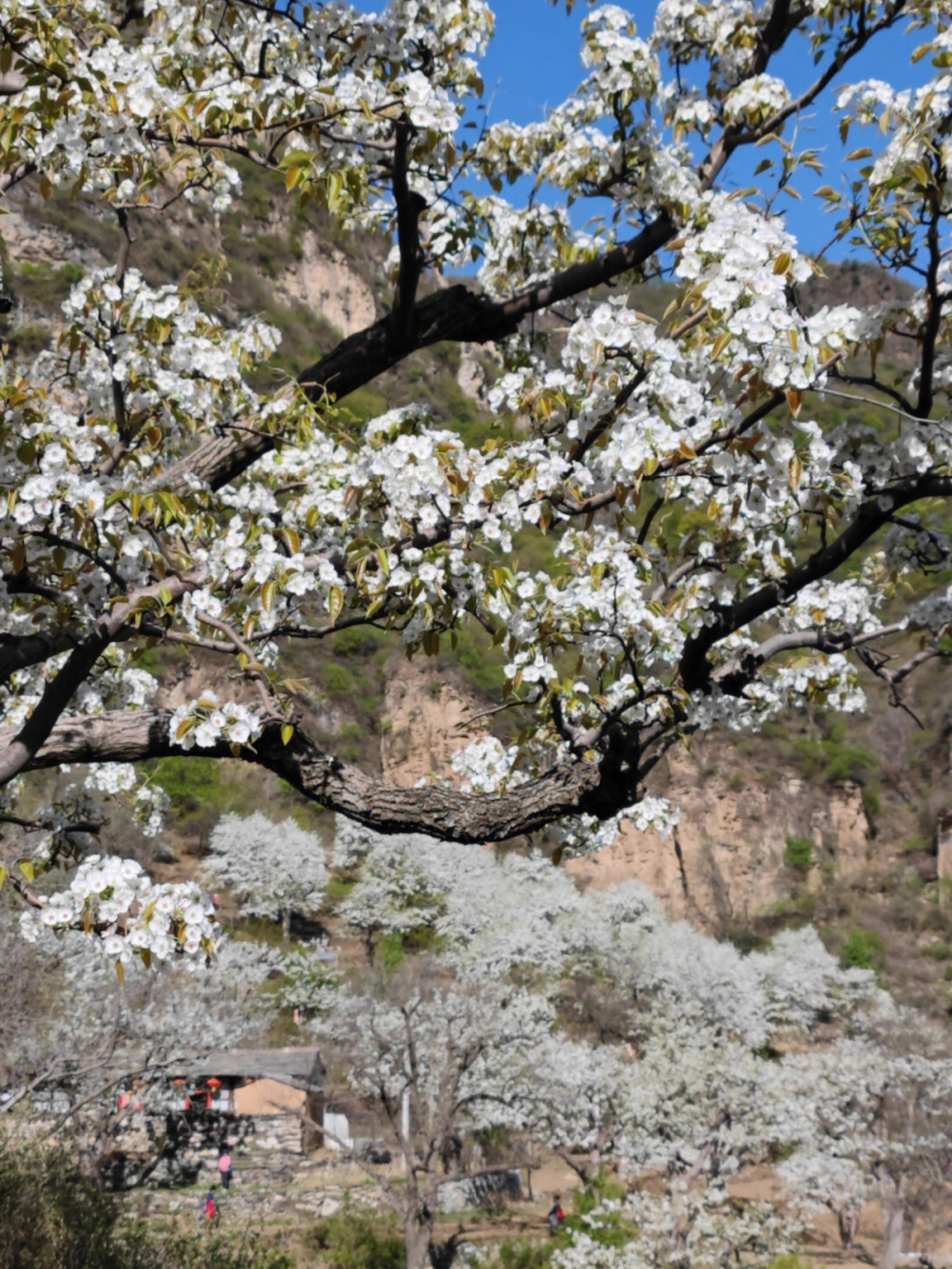 梨花盛开的山村