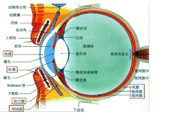 视盘结构图片