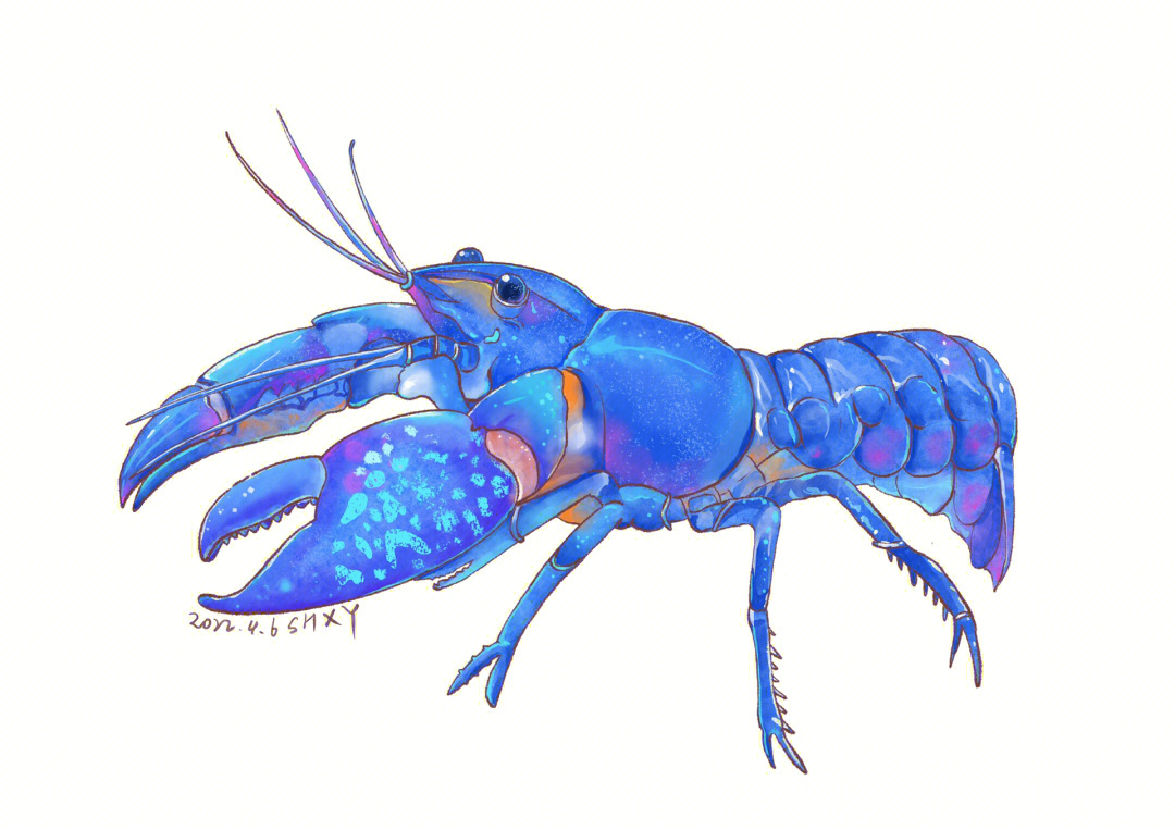 蓝魔虾美丽而好斗的虾虾