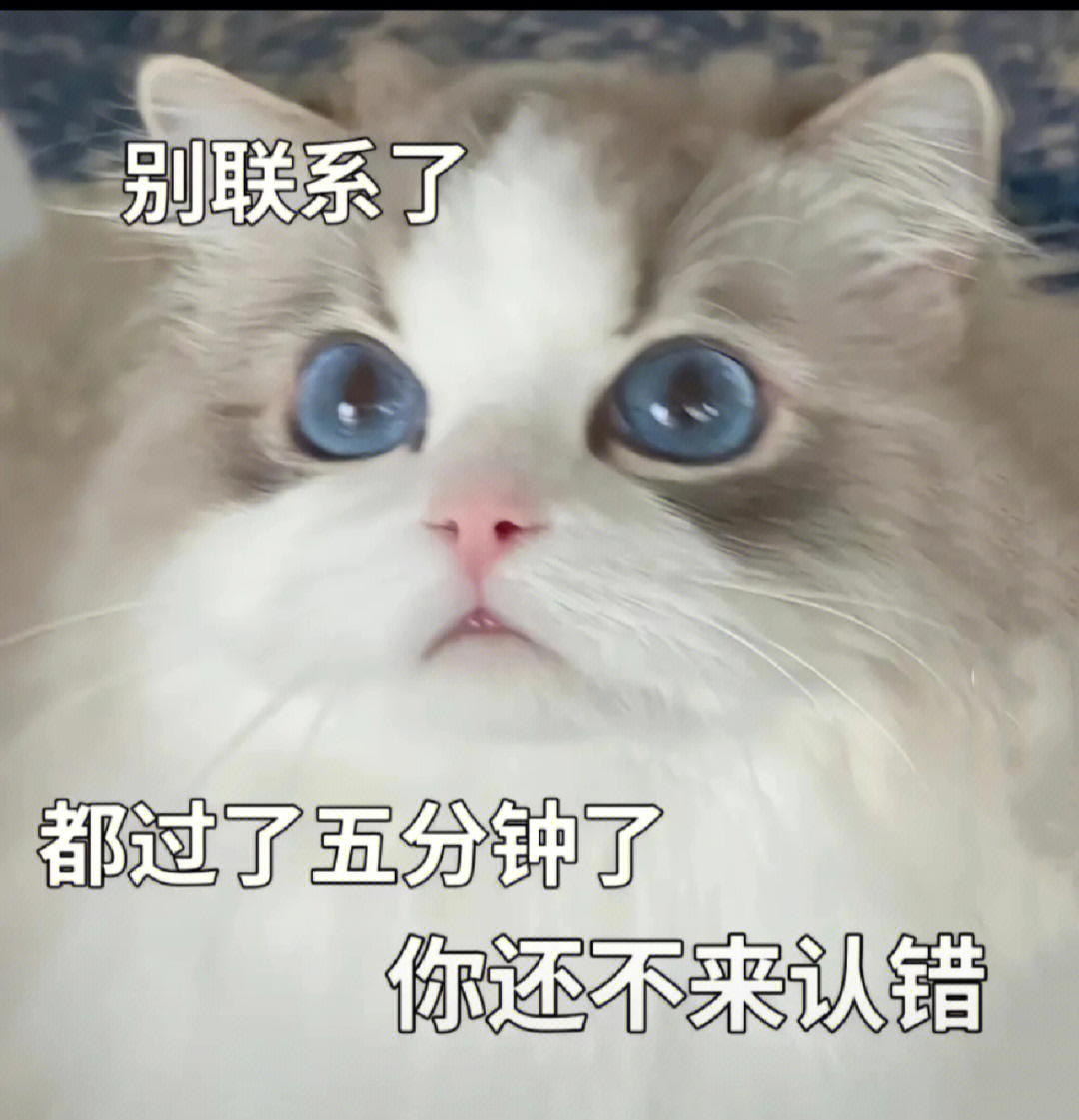 小猫表情包