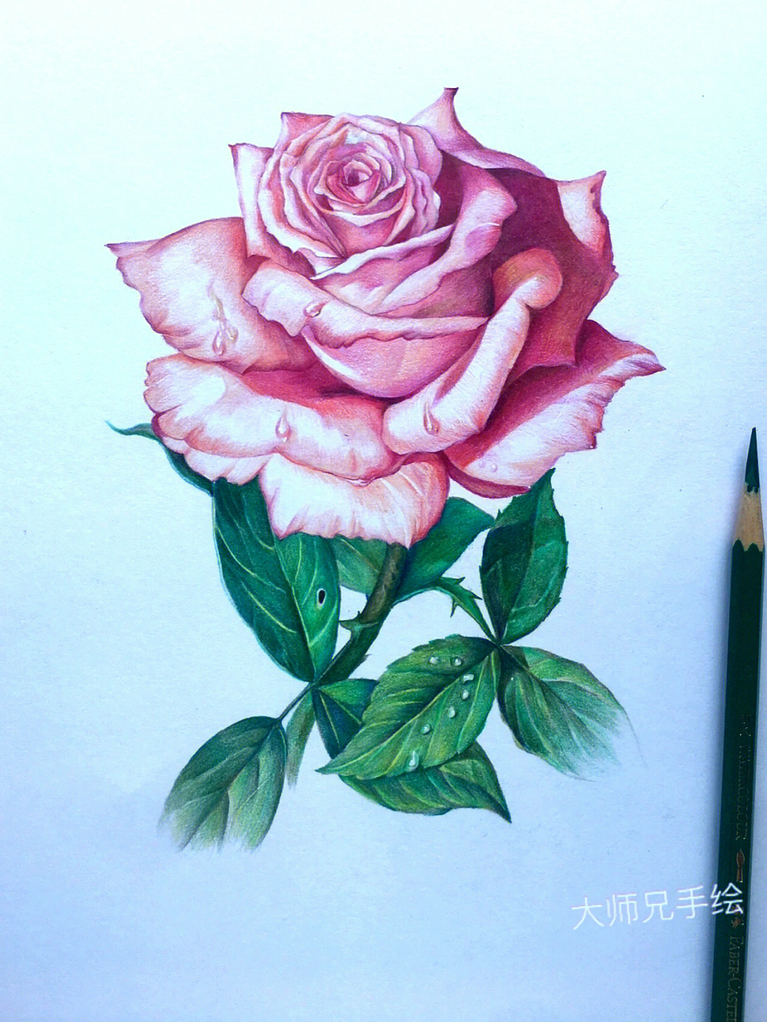 彩铅画玫瑰花简单图片
