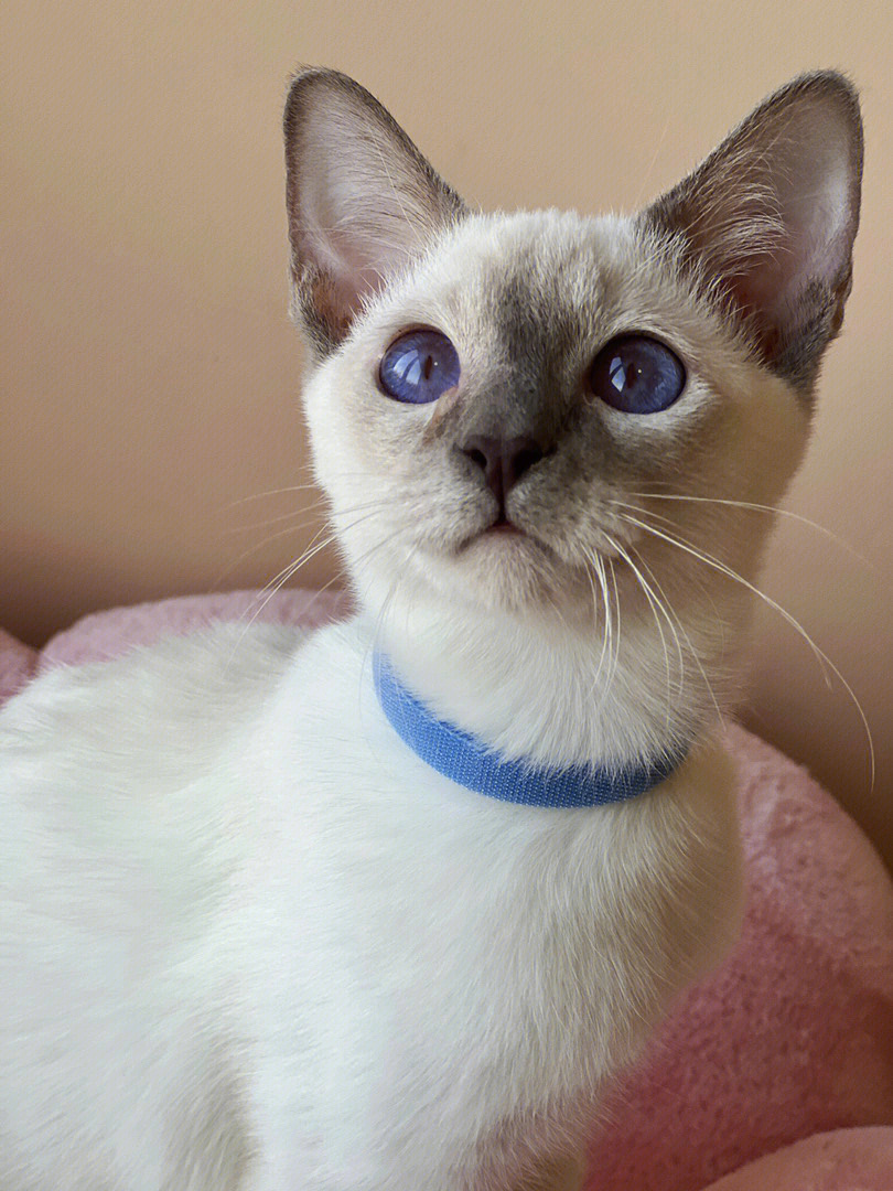 暹罗蓝猫混血图片图片