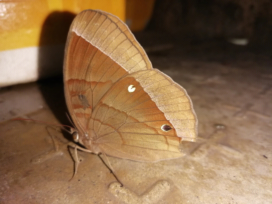 蝴蝶的特征外形图片