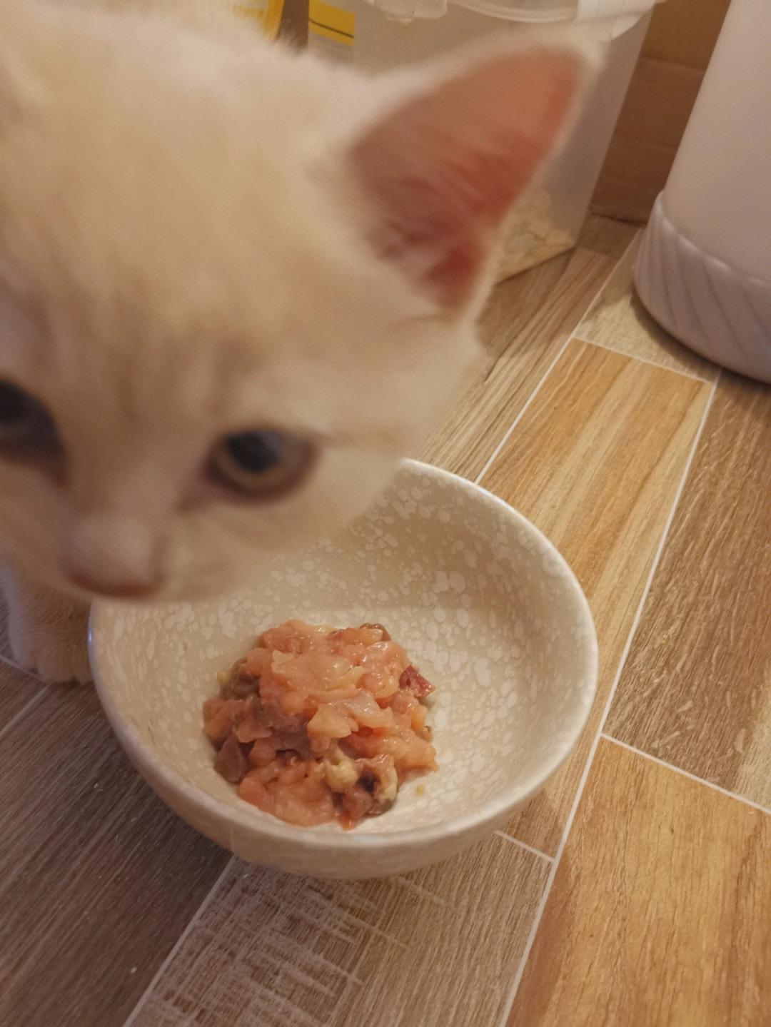 从小只吃生肉的猫