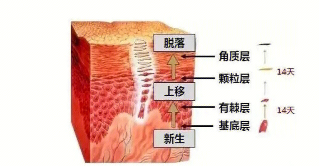 旺仔老师开课之健康角质层