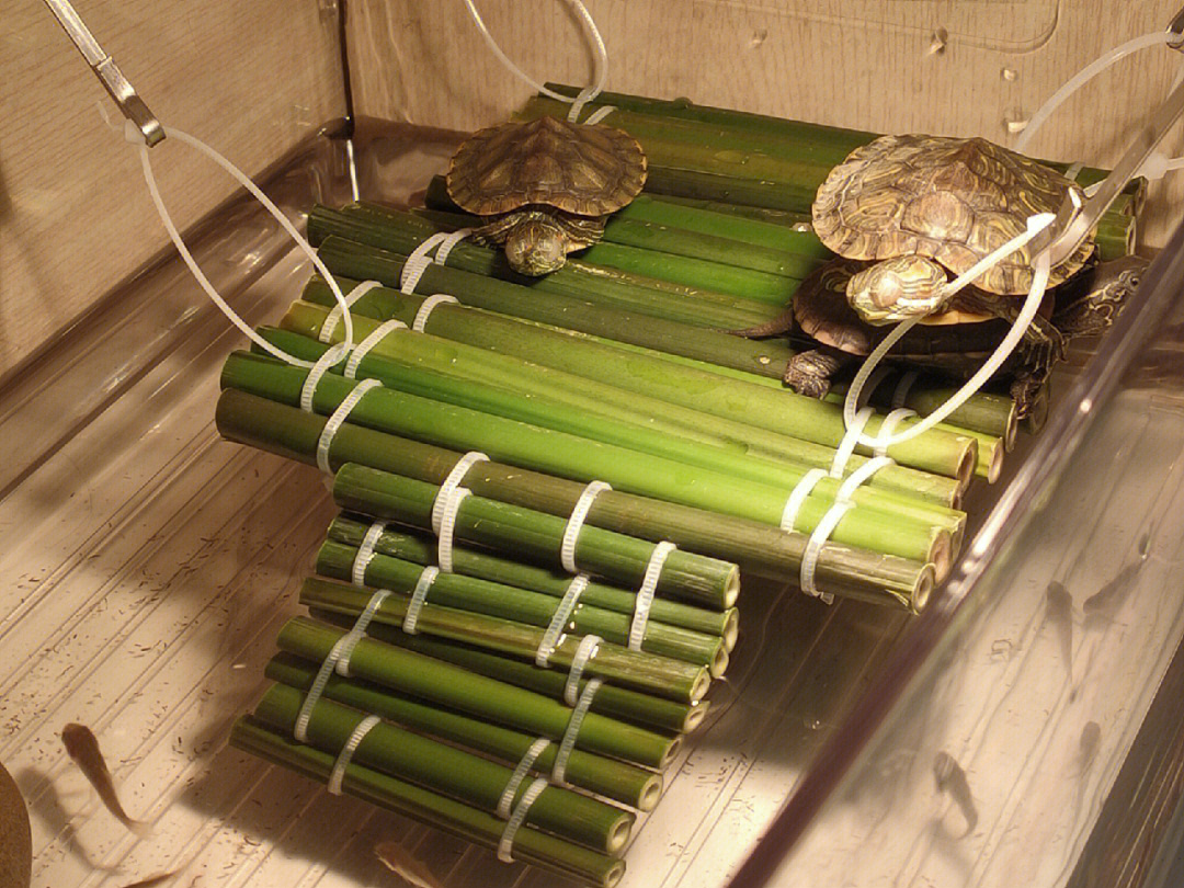 筷子自制乌龟爬台图片