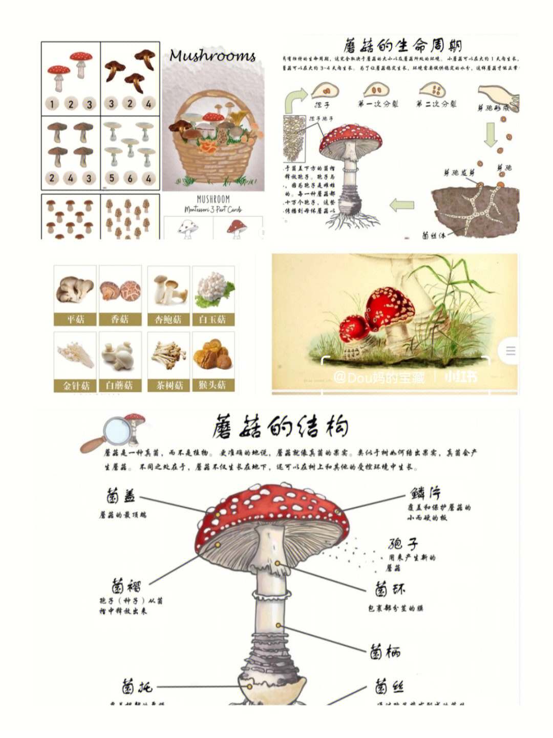 数学蘑菇小报图片