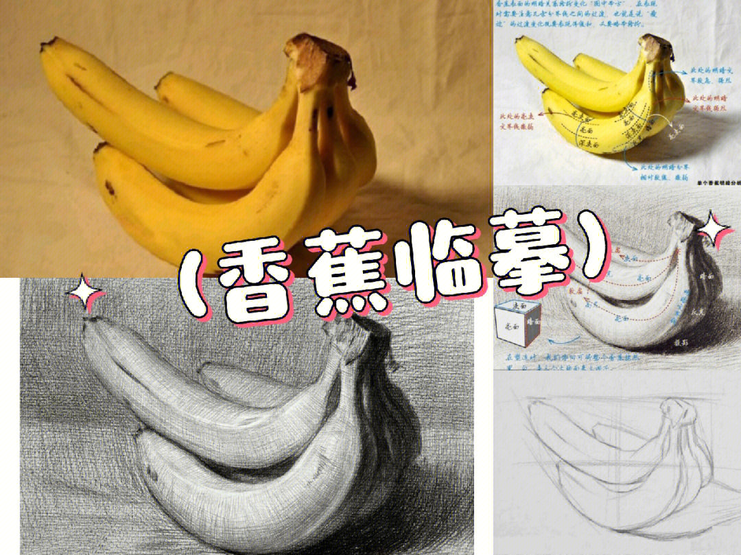 香蕉的结构素描图片