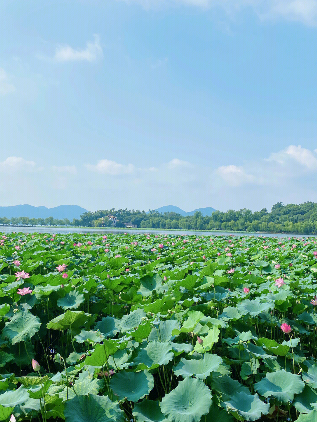 八月风景 花园图片