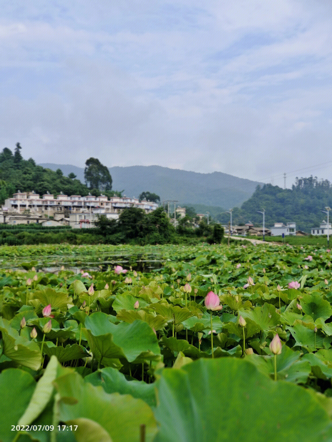 宾川县乌龙坝大箐村图片