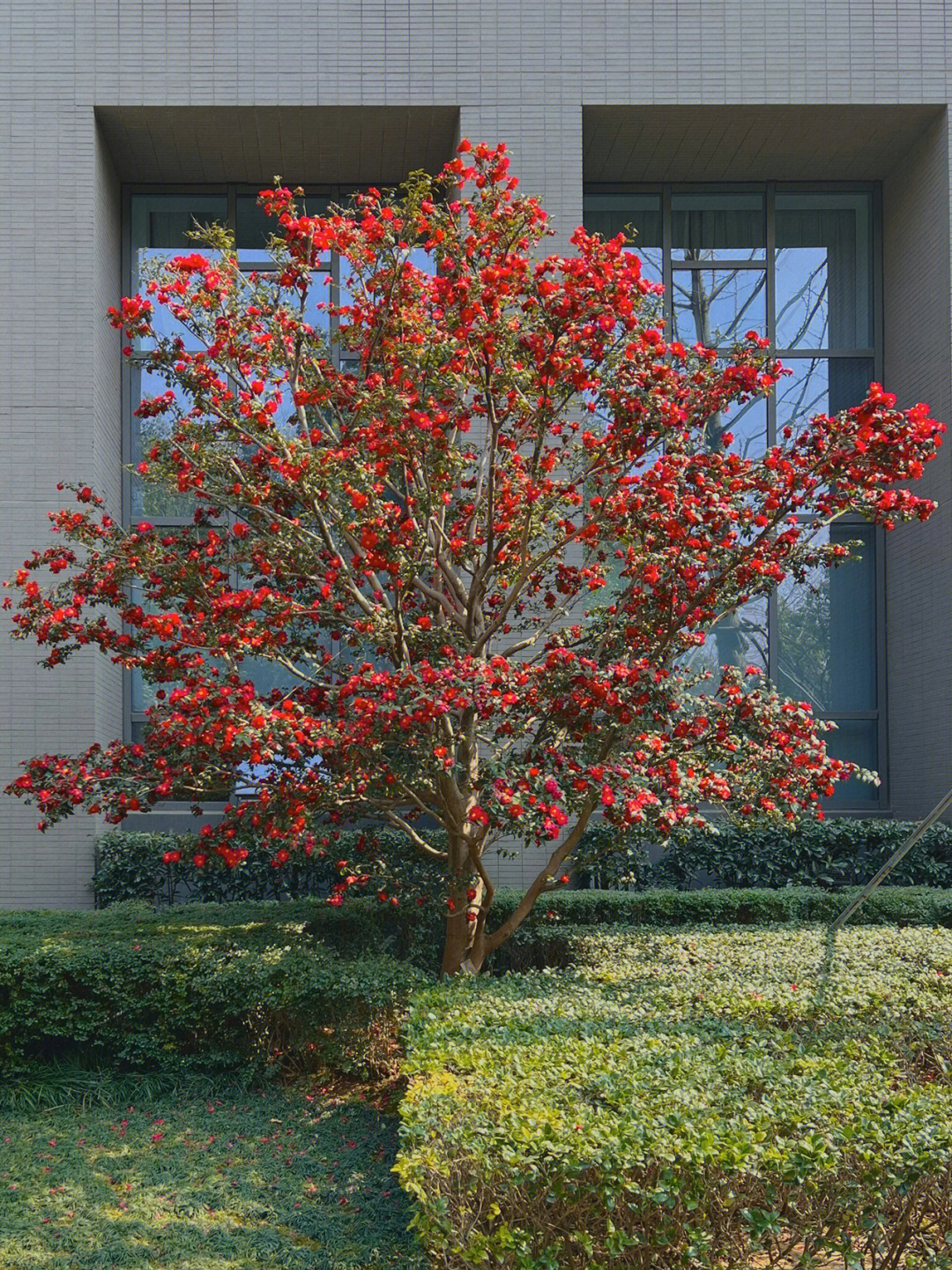 花树名字图片大全大图图片