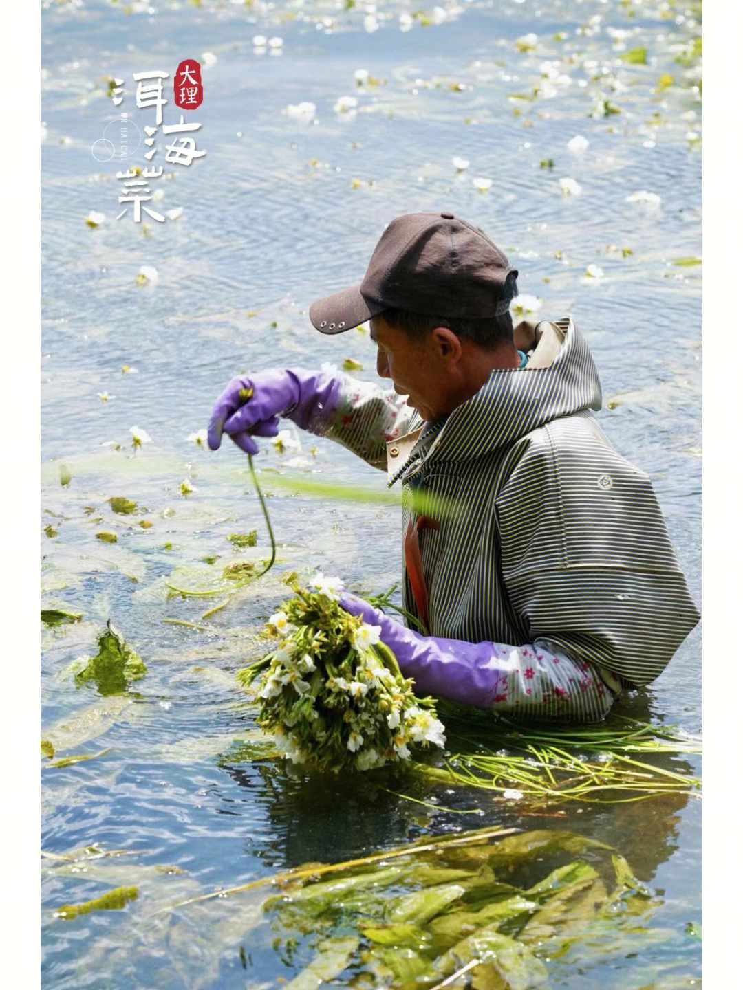 大理洱海菜水性杨花02