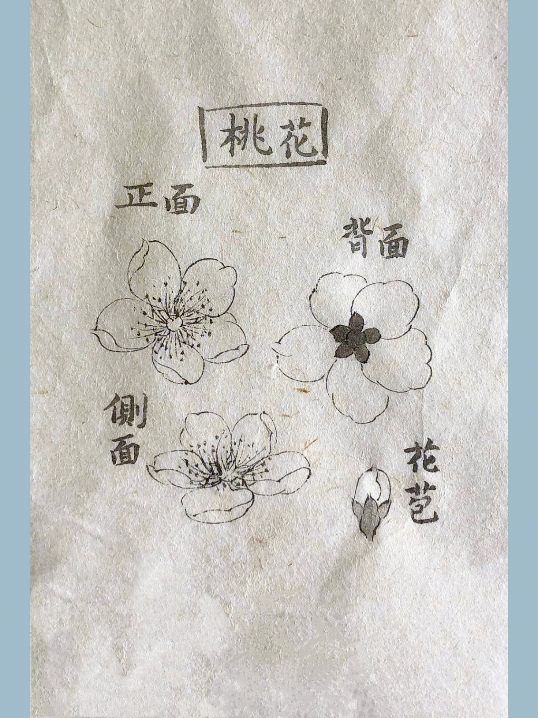 桃花萼片怎么画图片