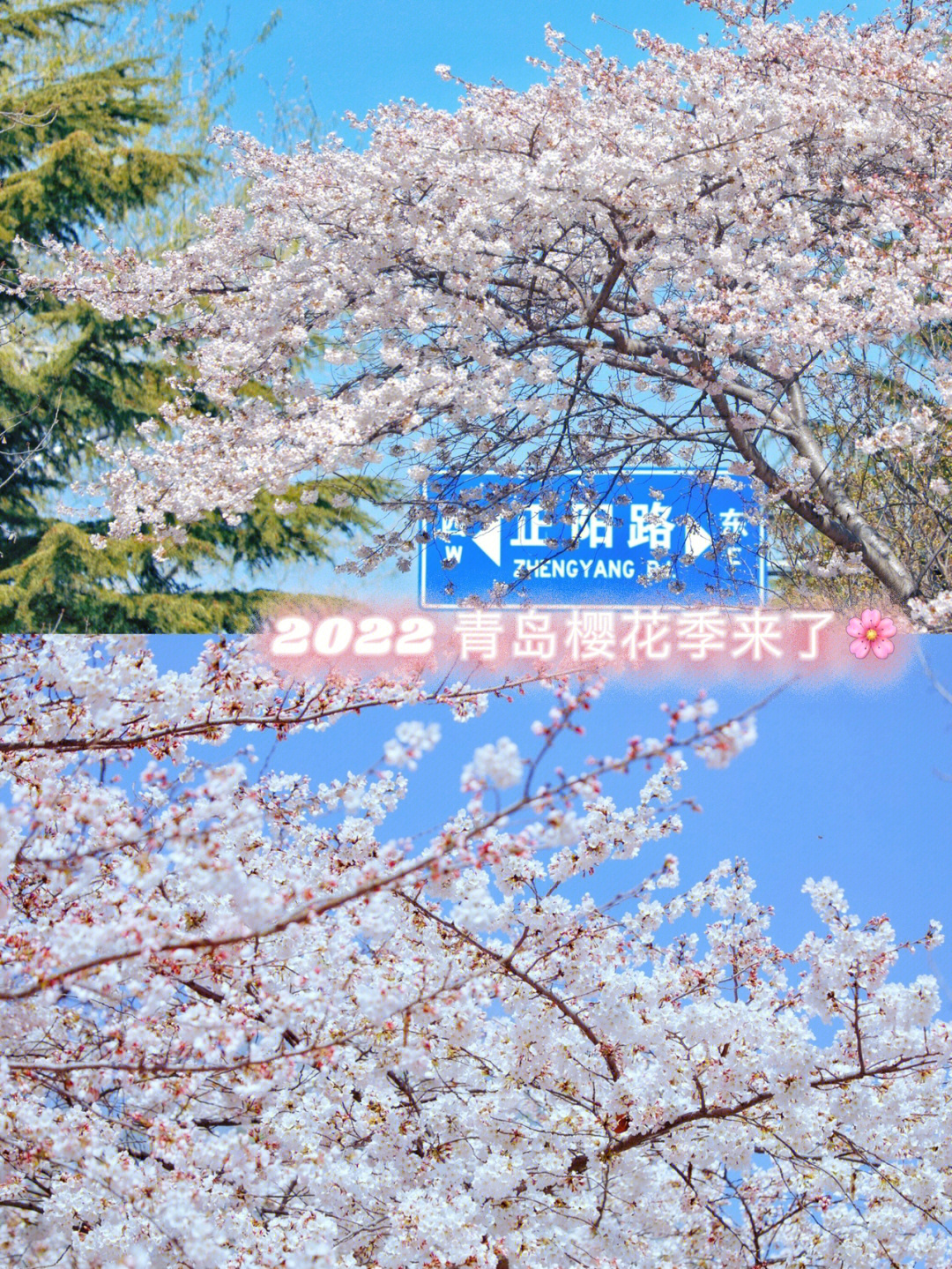 青岛樱花节2022图片