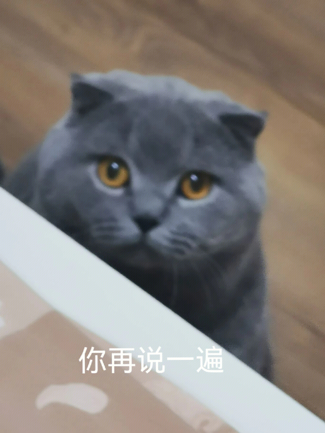 猫咪叫女儿表情包图片