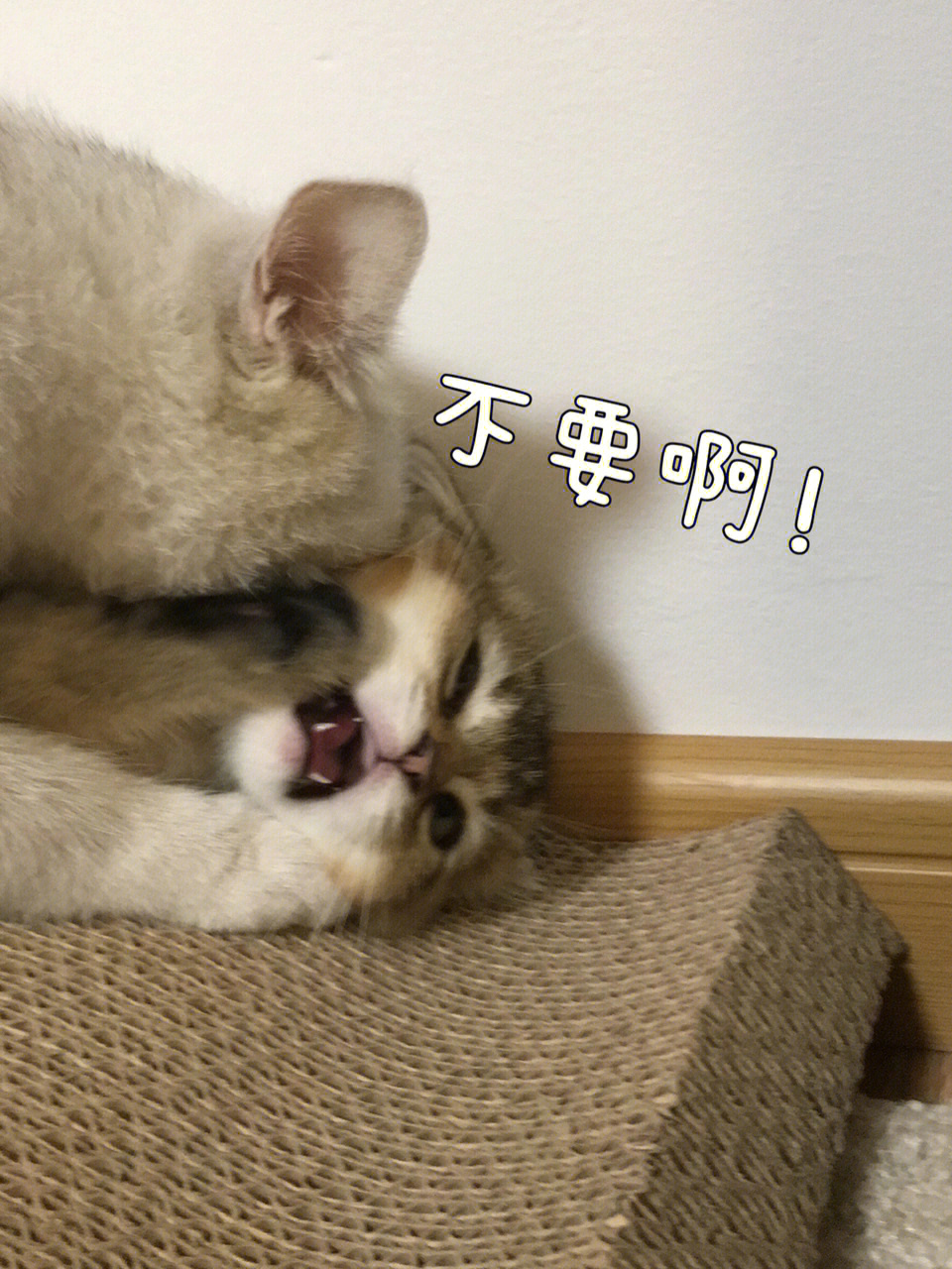 猫咪哒咩表情包图片