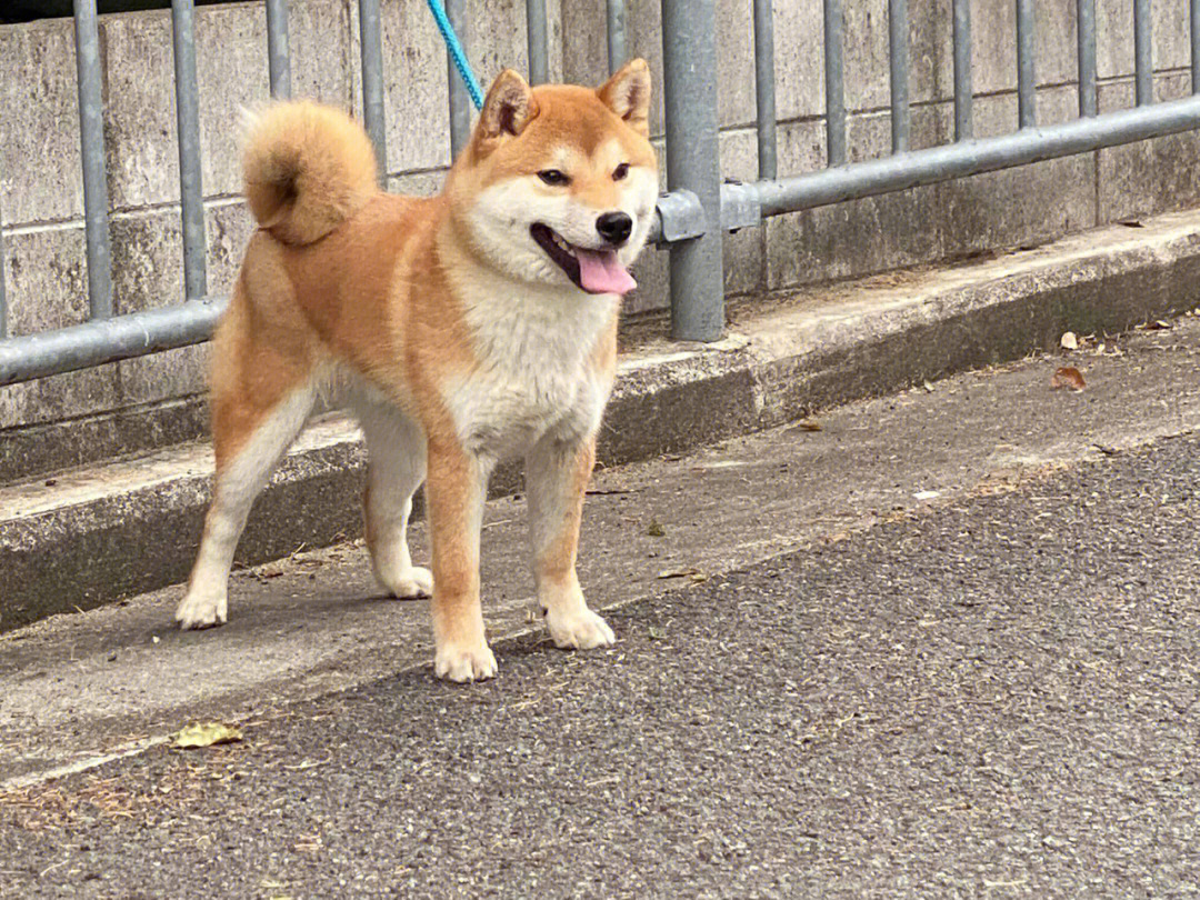 柴犬尾巴短图片