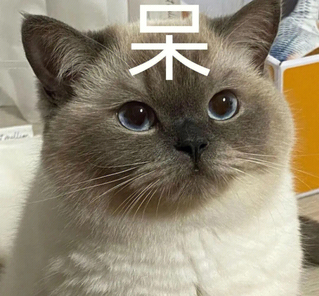 可爱猫咪表情包