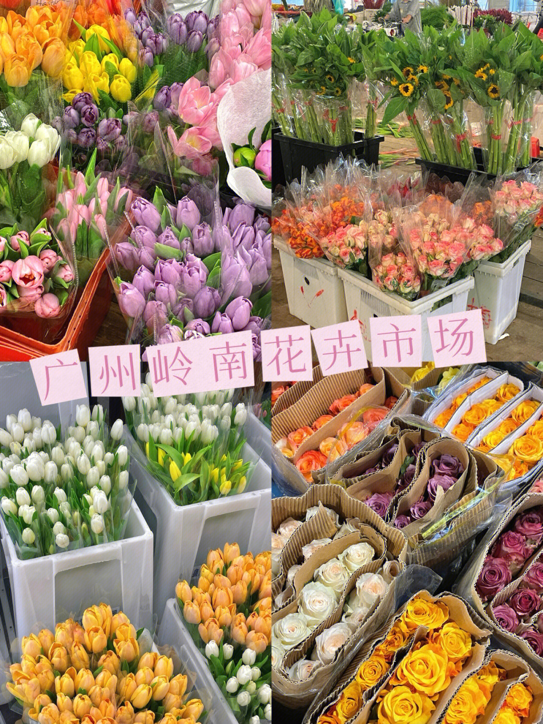 广州花卉市场来了就不想走了