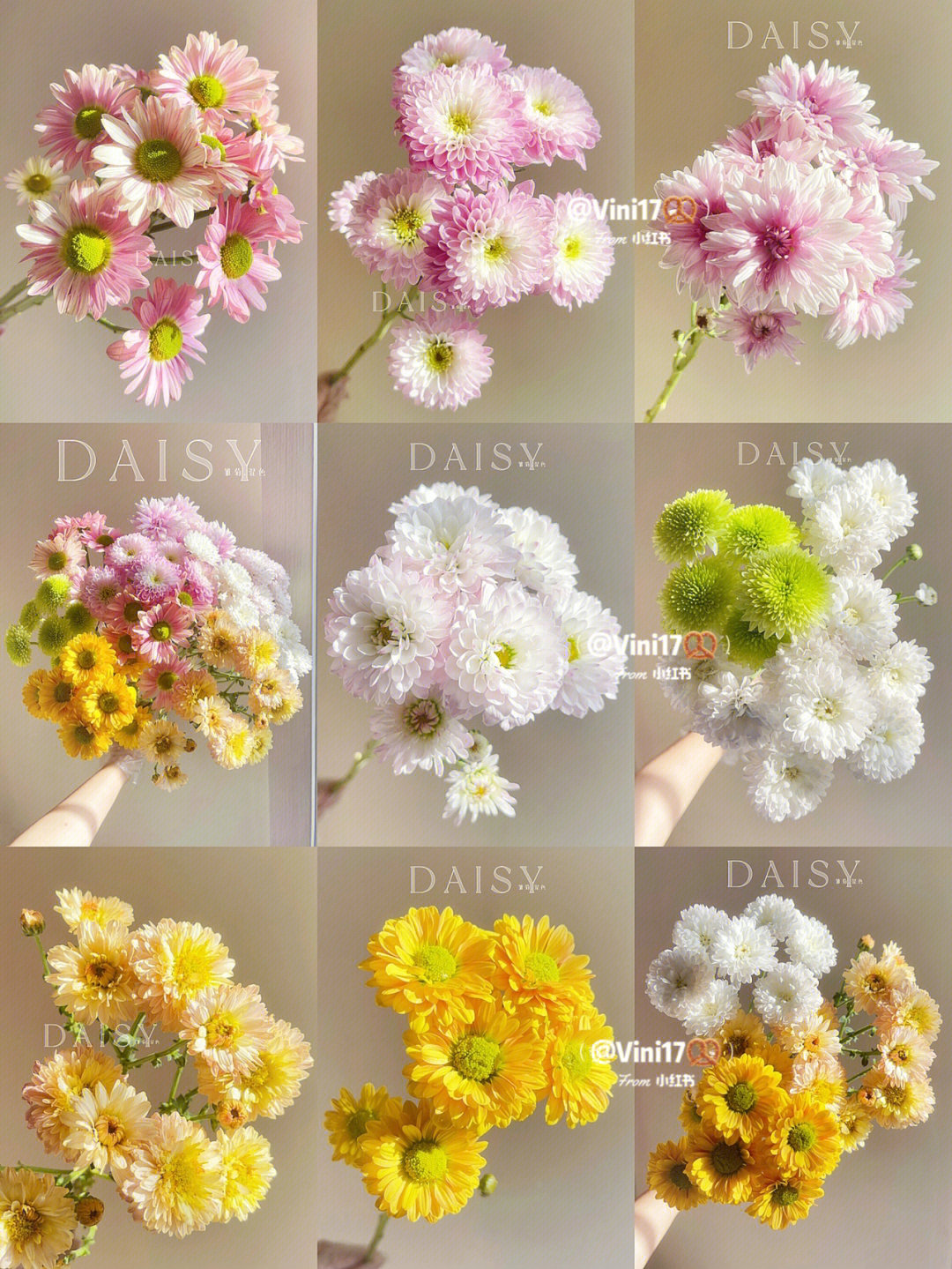 小雏菊种类名称图片