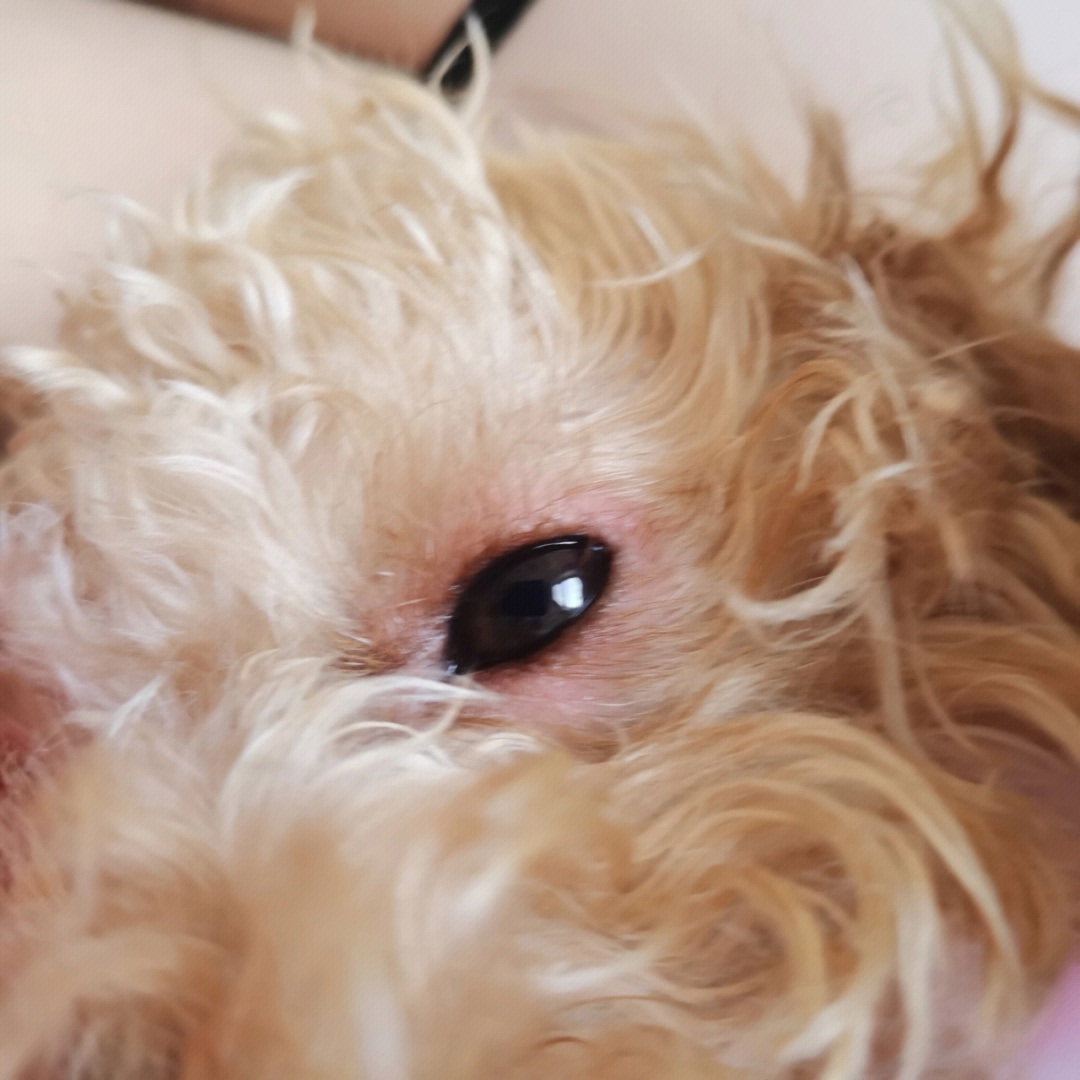狗狗眼睛下面肿了大包图片